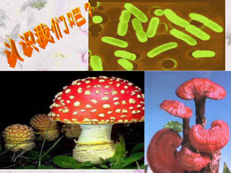 人教版初中生物2011课标版八年级上册第五单元第四章第四节　细菌和真菌在自然界中的作用(共20张PPT)_第1页