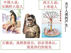 人教版七年級歷史上冊課件第1課中國早期人類的代表——北京人