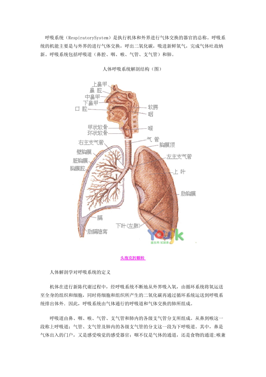 呼吸系统构造图(详细)_第1页