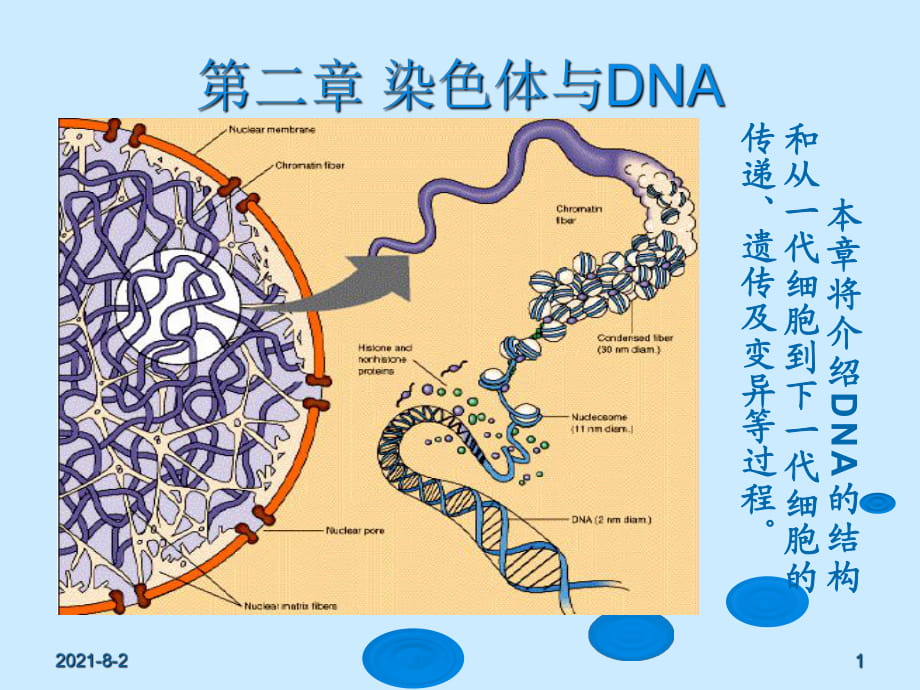 基因工程PPT課件 第二章 染色體與DNA_第1頁