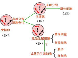 減數(shù)分裂第二課時A