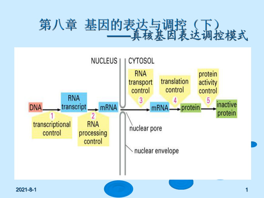 基因工程PPT課件 第八章 基因的表達(dá)與調(diào)控（下）-真核基因表達(dá)調(diào)控模式_第1頁