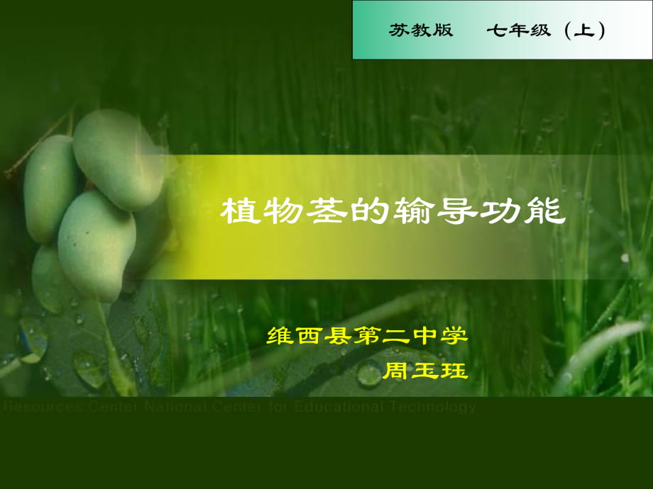 苏教版初中生物七上第3单元第五章第四节《植物茎的输导功能》课件（共24张ppt） (2)(共24张PPT)_第1页