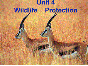 人教版高中英語(yǔ) 必修二 Unit4 《Wildlifeprotection---Warming up(共48張PPT)