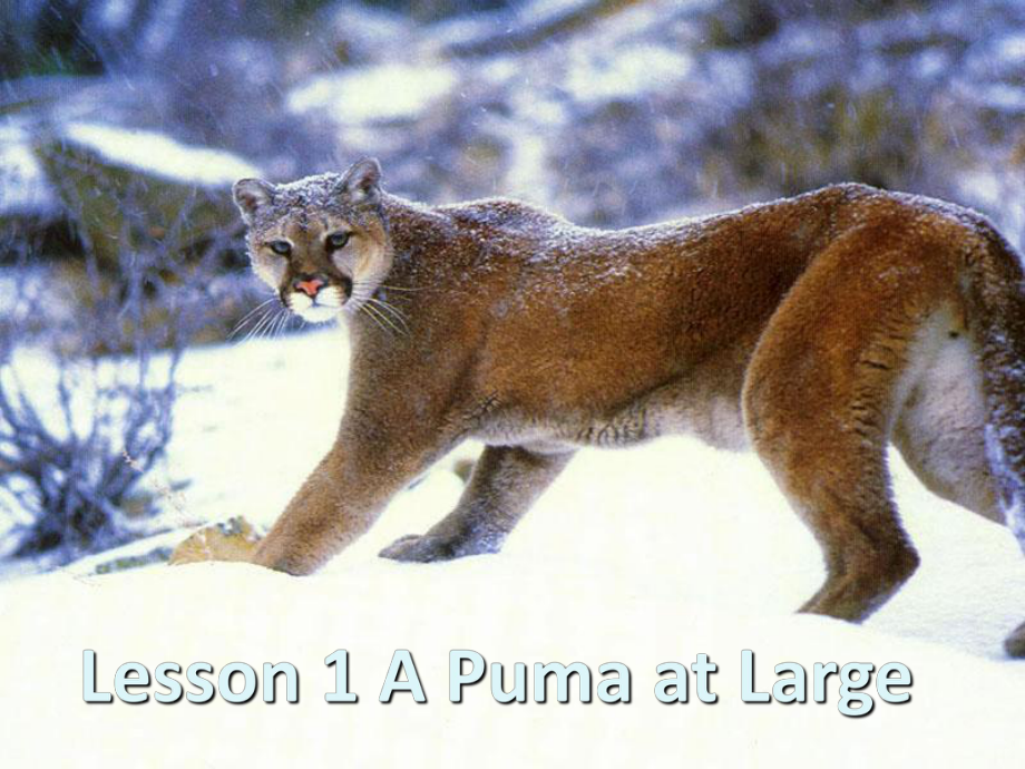 新概念英語第三冊(cè)Lesson-1Puma-at-Large （共37張PPT)_第1頁