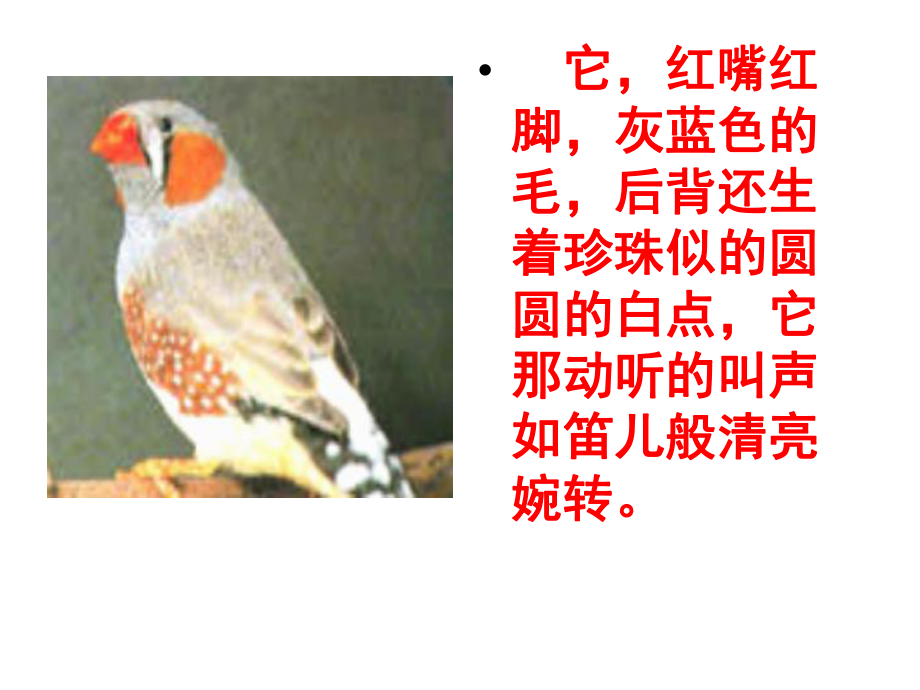 珍珠鳥(niǎo)課件 (2)_第1頁(yè)