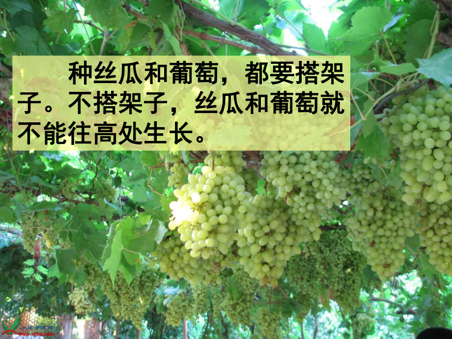 《爬山虎的腳》PPT (2)_第1頁