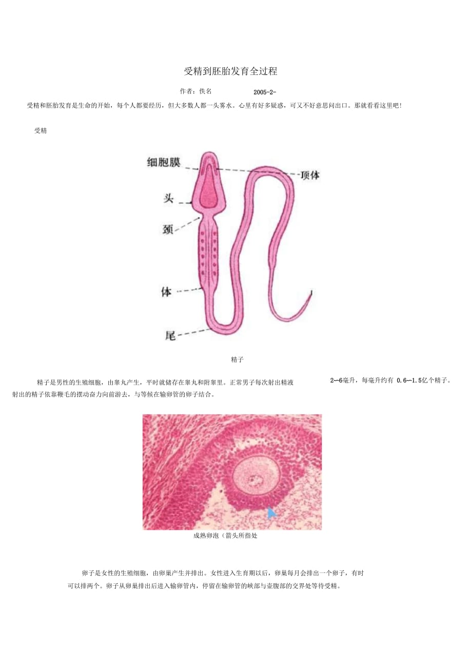 受精到胚胎发育全过程_第1页