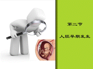 护理胚胎PPT课件