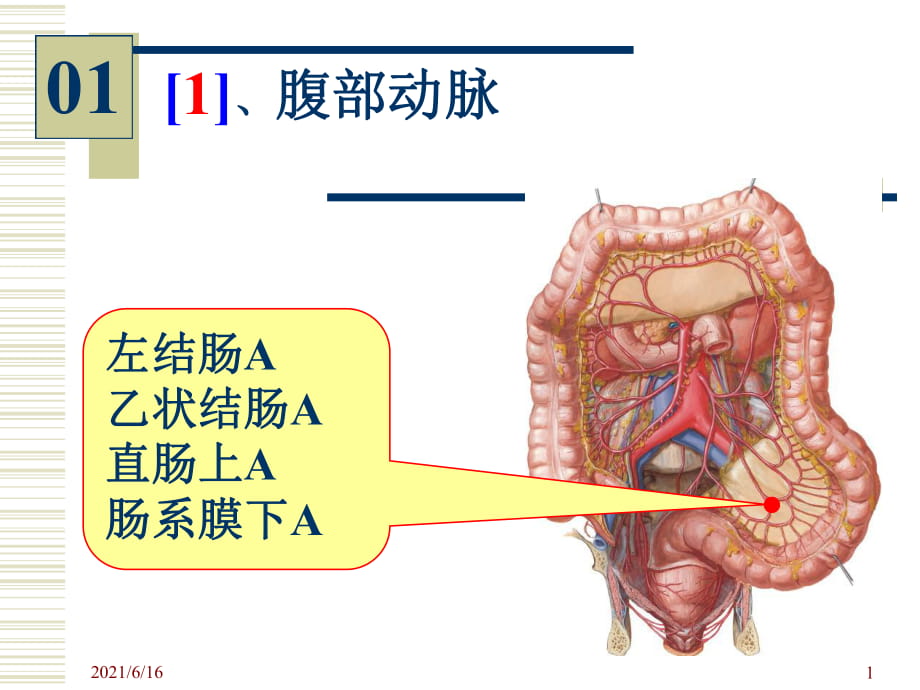 系统解剖学实验图片考试_第1页