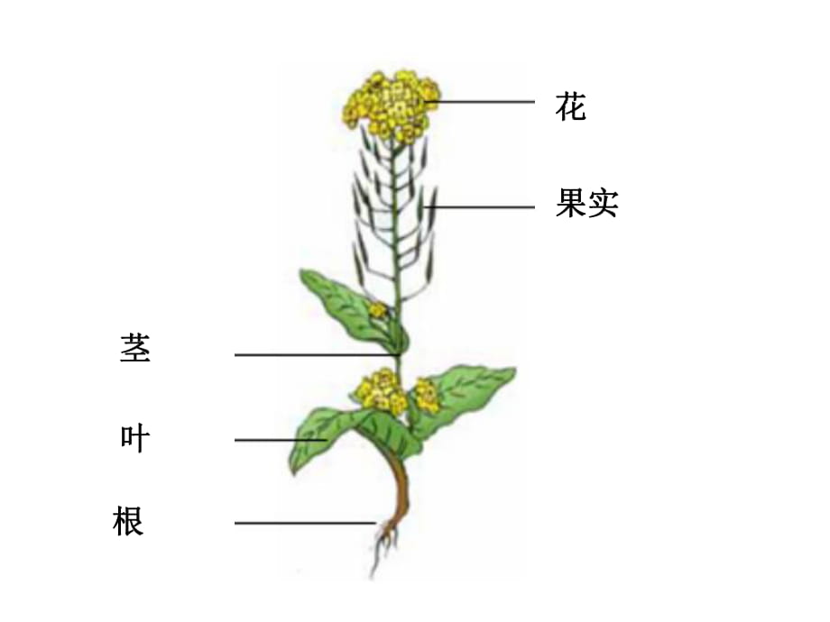 教科版小學(xué)科學(xué)《油菜花開了》_第1頁(yè)