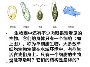 單細胞生物體 (1)