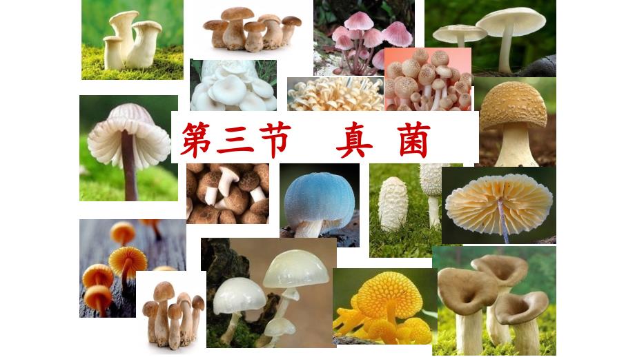 人教版生物八年级上册真菌公开课教学课件共30张_第1页