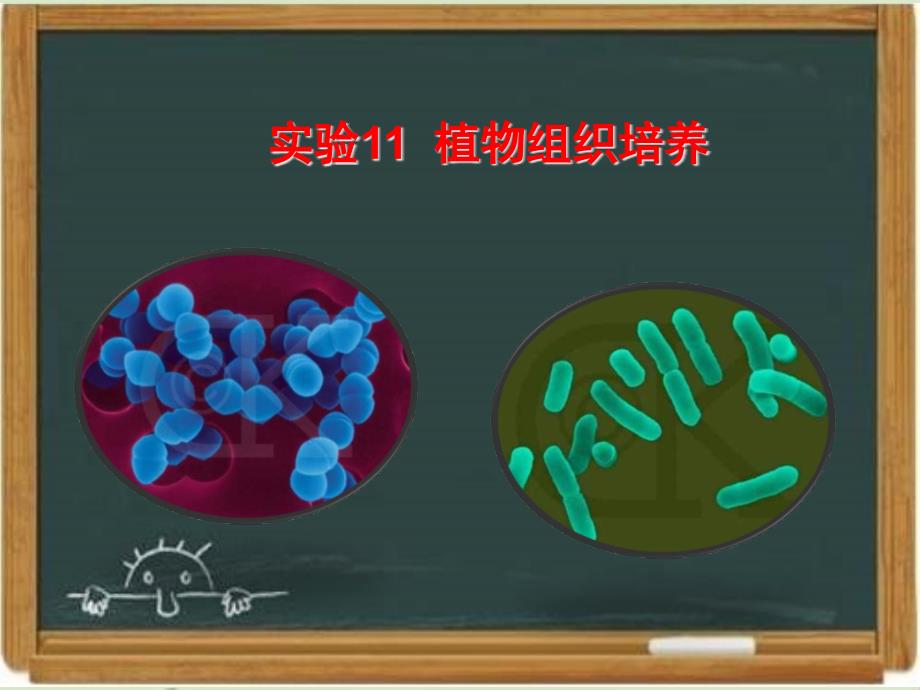 《生物技术实践-》《植物的组织培养》复习课件-新版_第1页