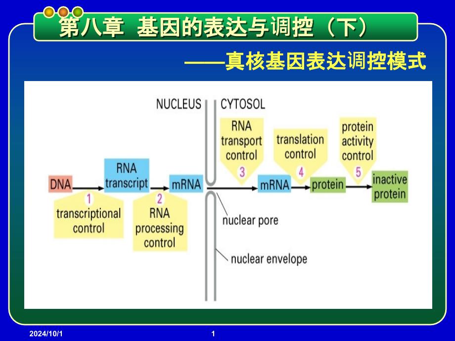 基因工程课件-第八章-基因的表达与调控-真核基因表达调控模式_第1页