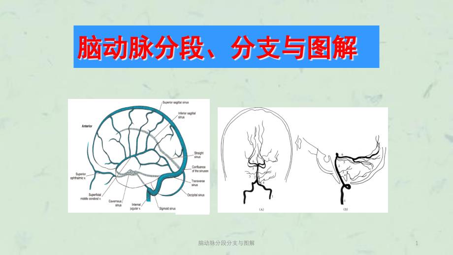 脑动脉分段分支与图解课件_第1页