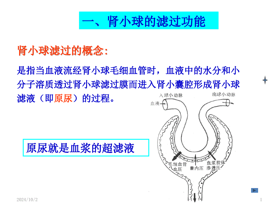 肾小球滤过功能参考课件_第1页