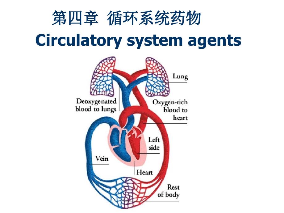 循环系统药物课件_第1页