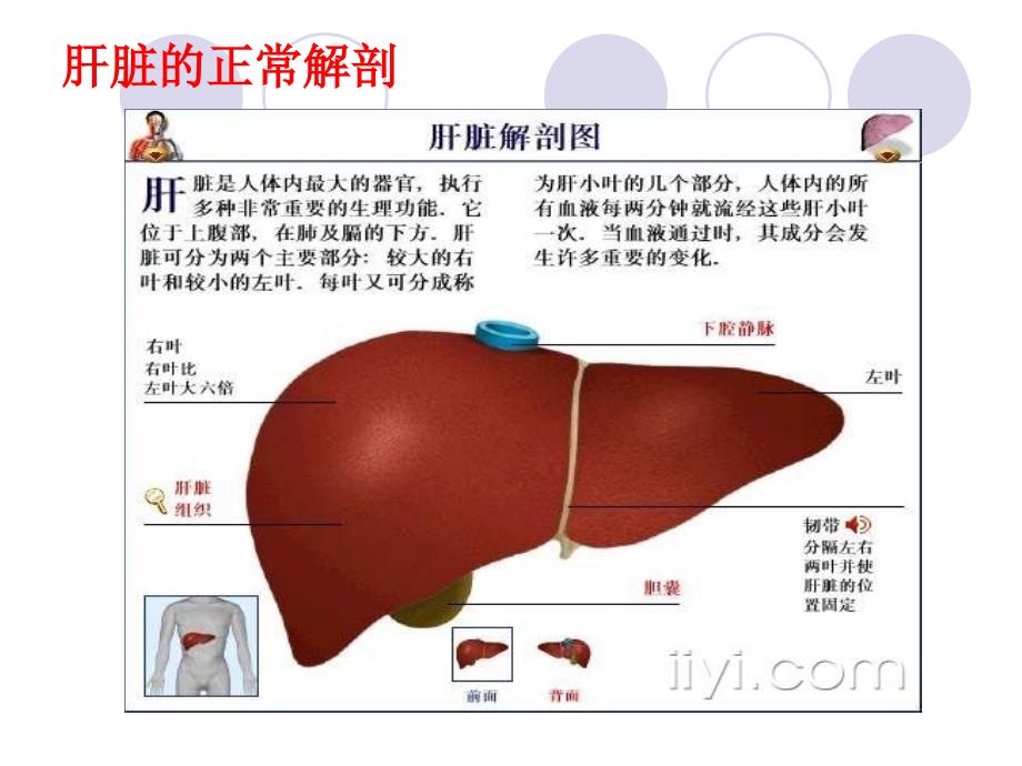 医学课件肝脏常见疾病的超声诊疗_第1页