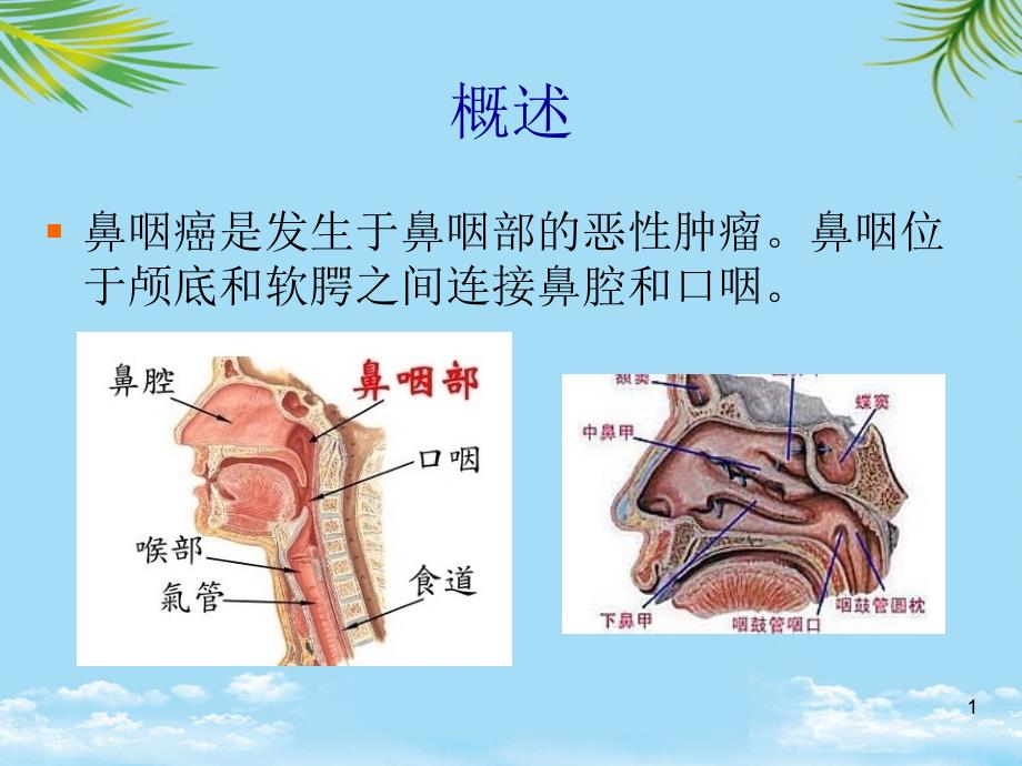 课件-防治鼻咽癌的中药_第1页