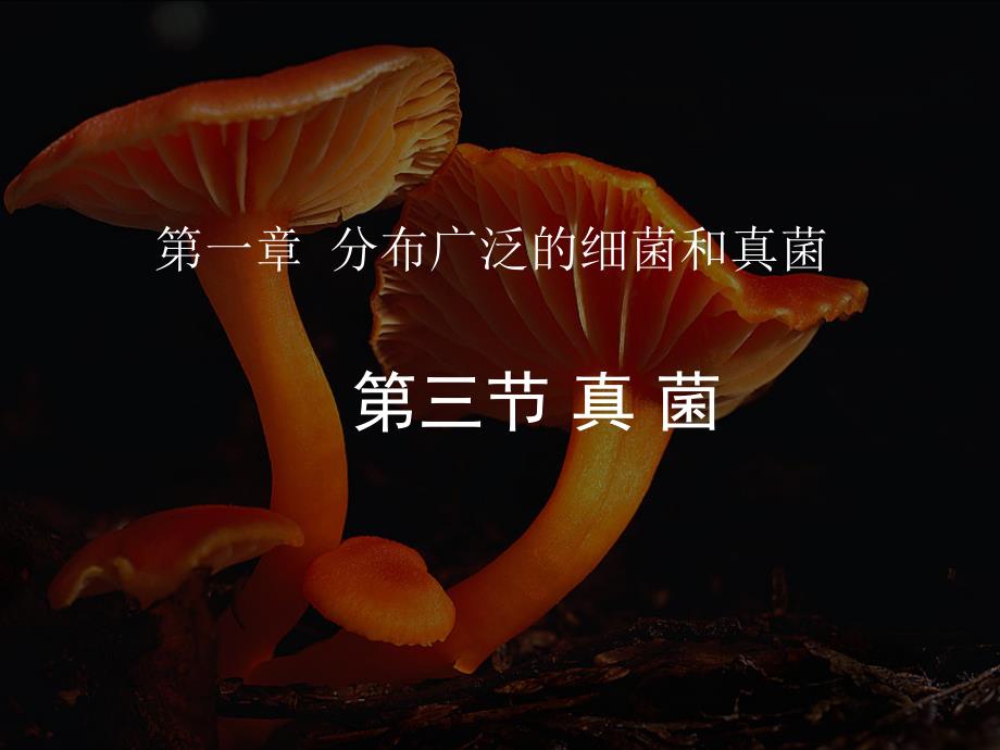 教育专题：第三节_真菌_第1页