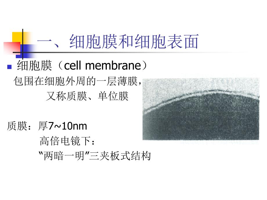 细胞生物学-2细胞膜_第1页