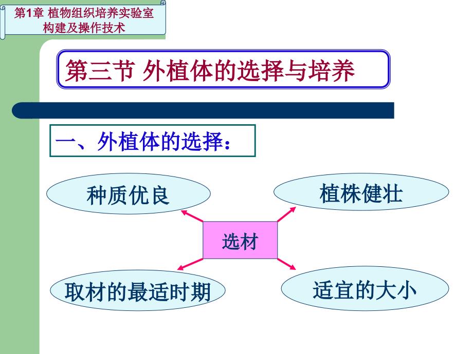 外植体的选择与培养_第1页