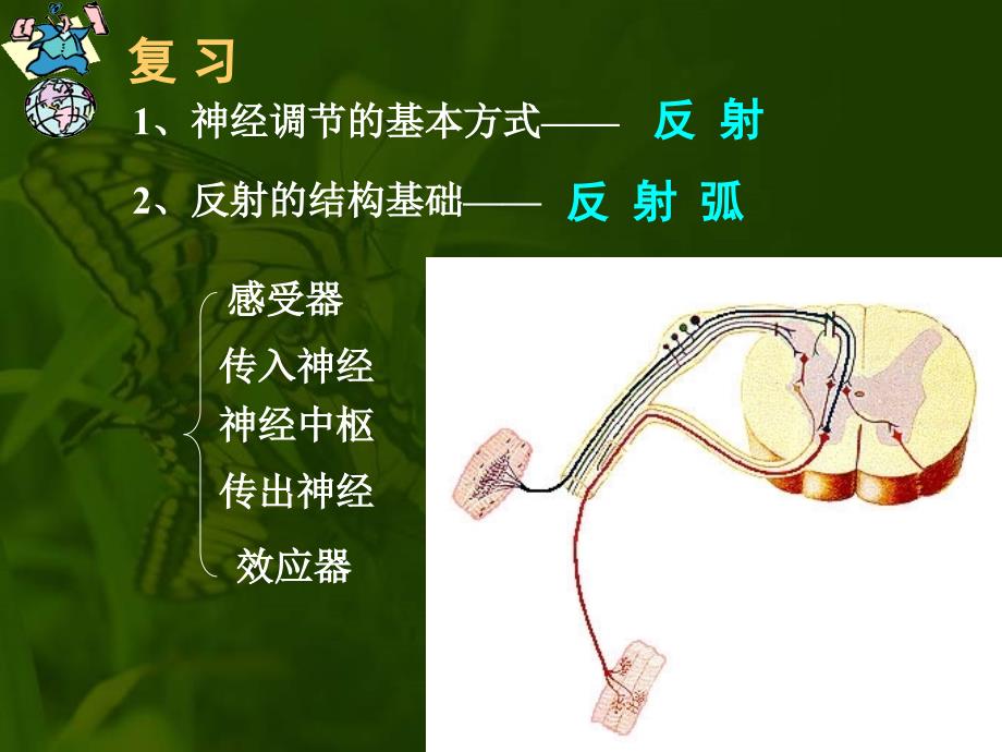 教育专题：第四节激素调节_第1页