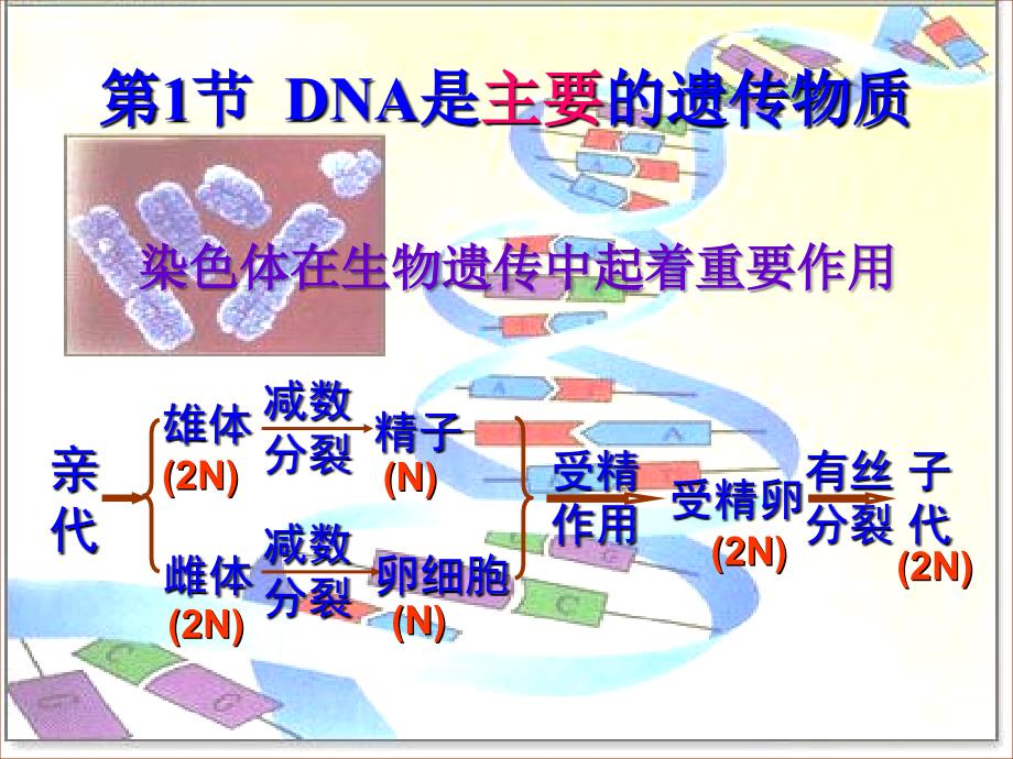 高二生物DNA是主要的遗传物质_第1页