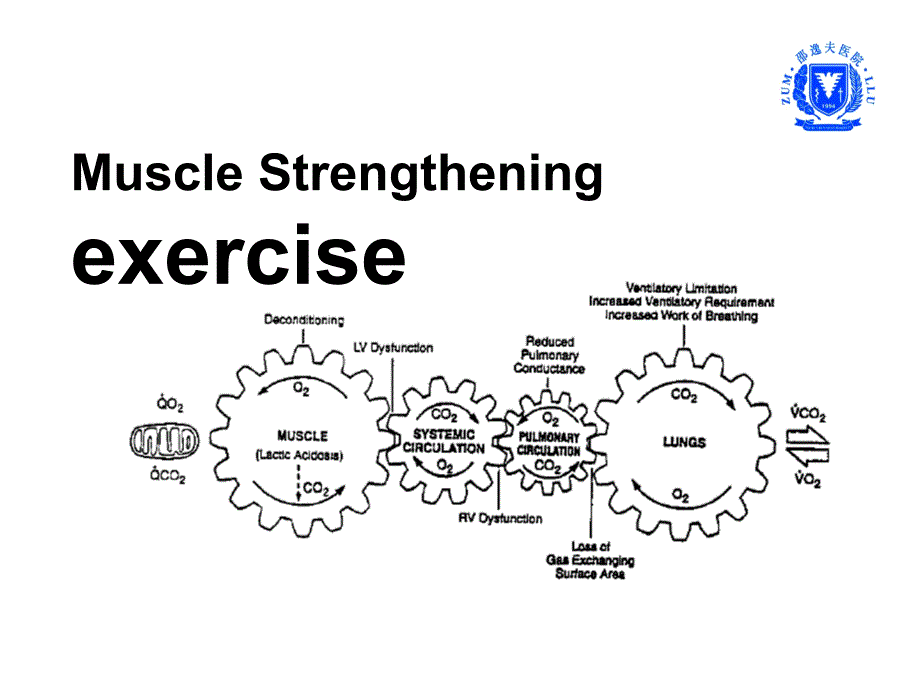 Muscle Strengthening_第1页