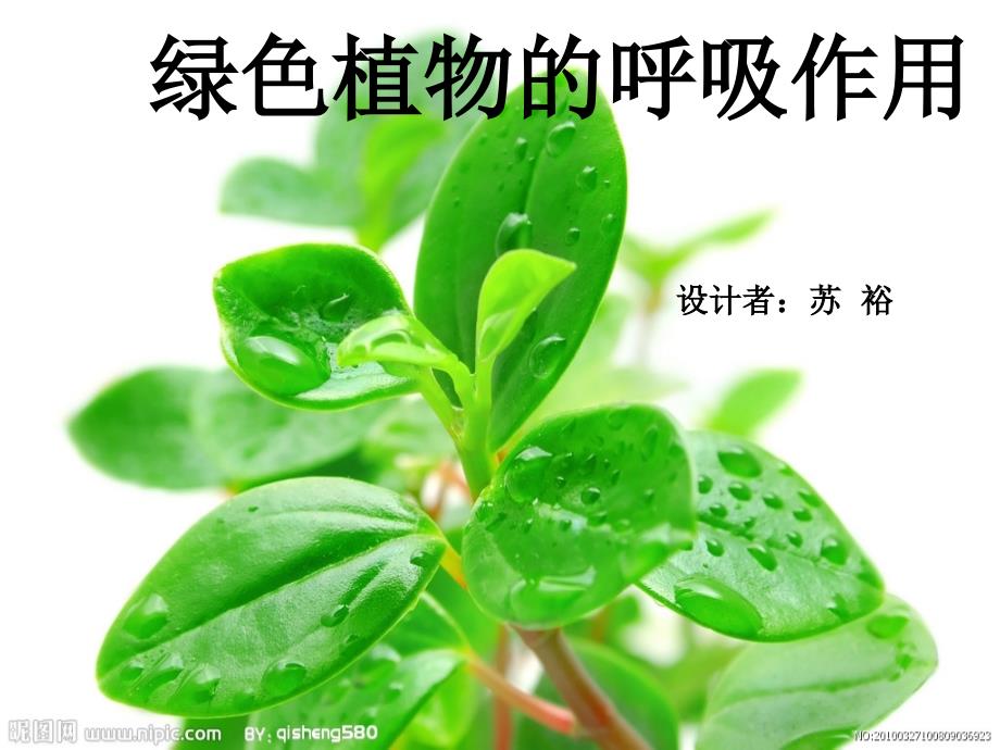 教育专题：绿色植物的呼吸作用_第1页