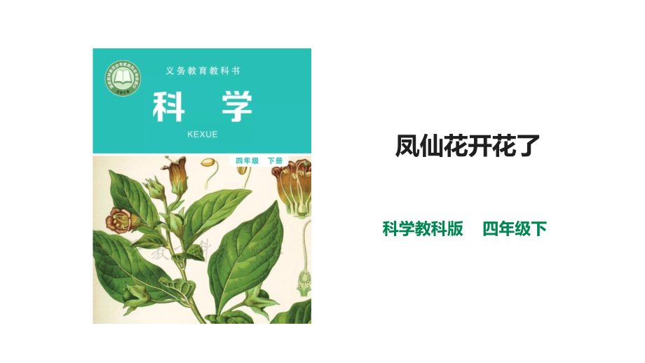 教科版科學(xué)四年級下冊-15《鳳仙花開花了》課件(2套)_第1頁