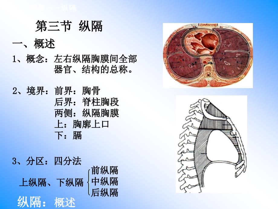 21纵隔：概述_第1页