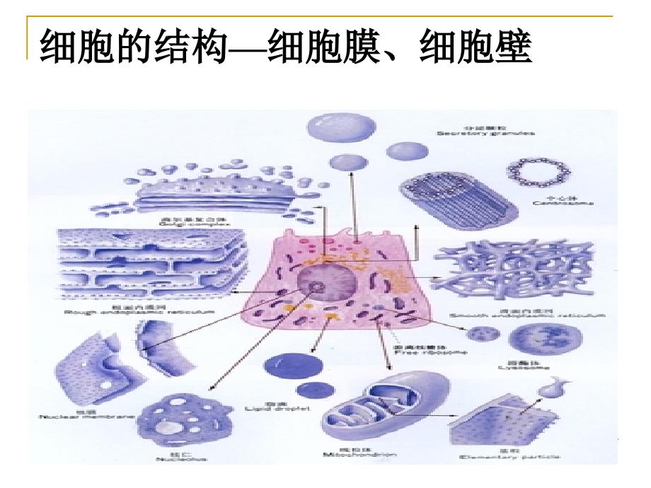 教育专题：细胞膜_第1页