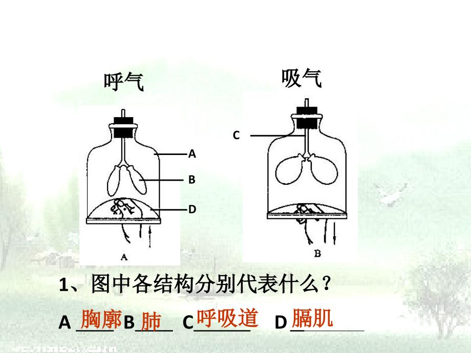 人体的呼吸(精品)_第1页