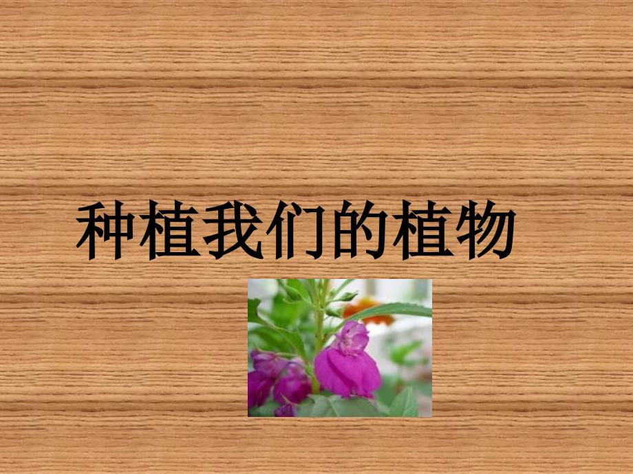 教育专题：12种植我们的植物PPT三下_第1页