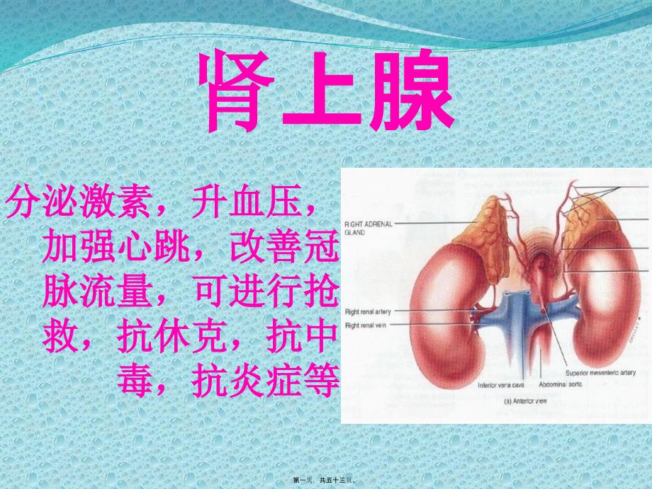 五脏六腑的功能_第1页