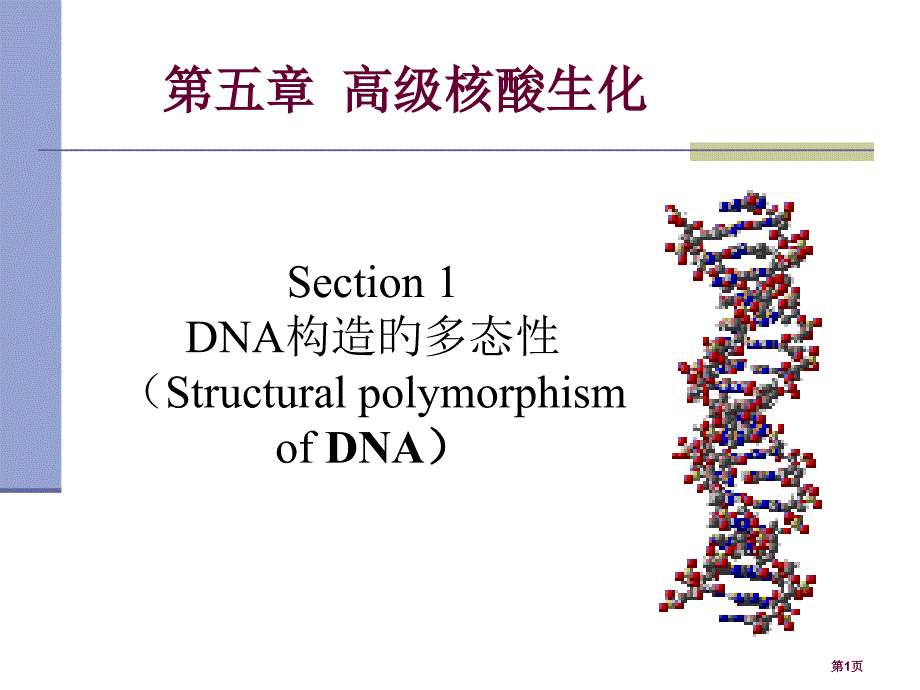 DNA结构多态性专题知识_第1页