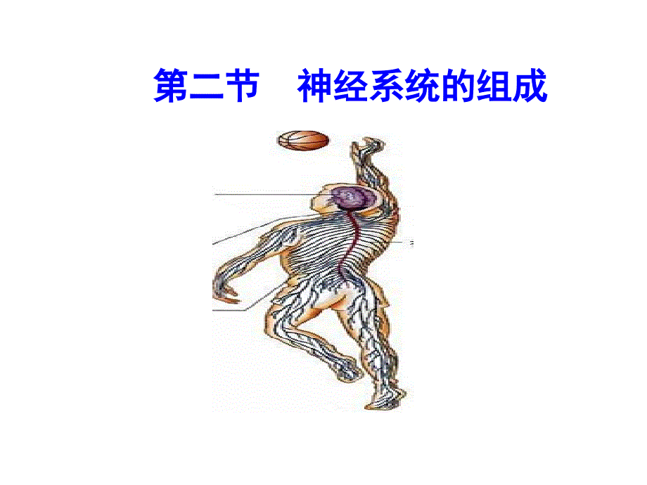 教育专题：第二节神经系统的组成_第1页