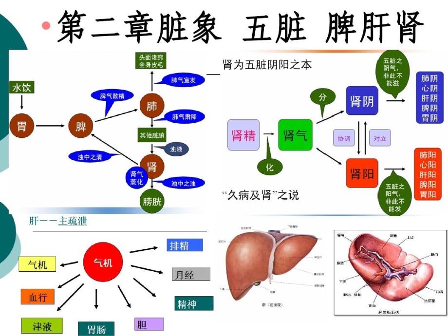 中医基础理论_脏象_脾肝肾共84张课件_第1页