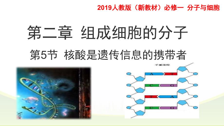 人教版《核酸》课件1_第1页