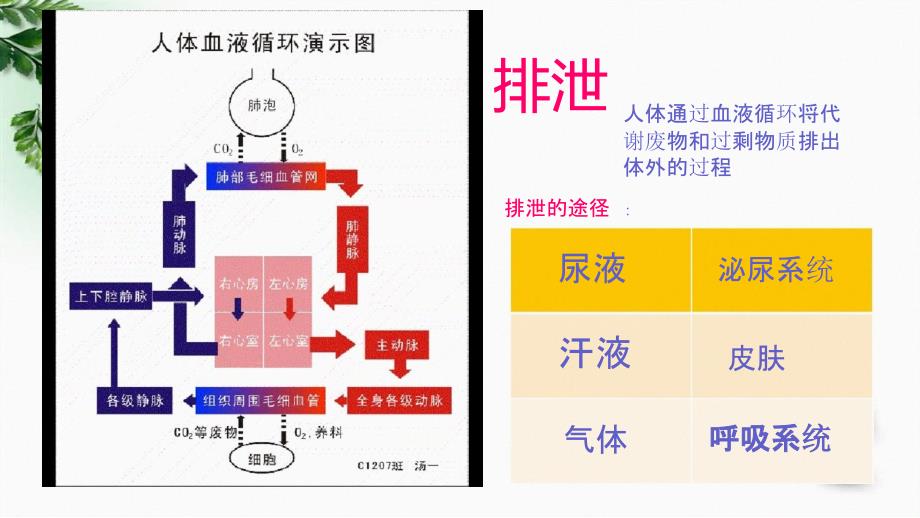 七级生物下册232排泄-一肾脏-18张课件_第1页