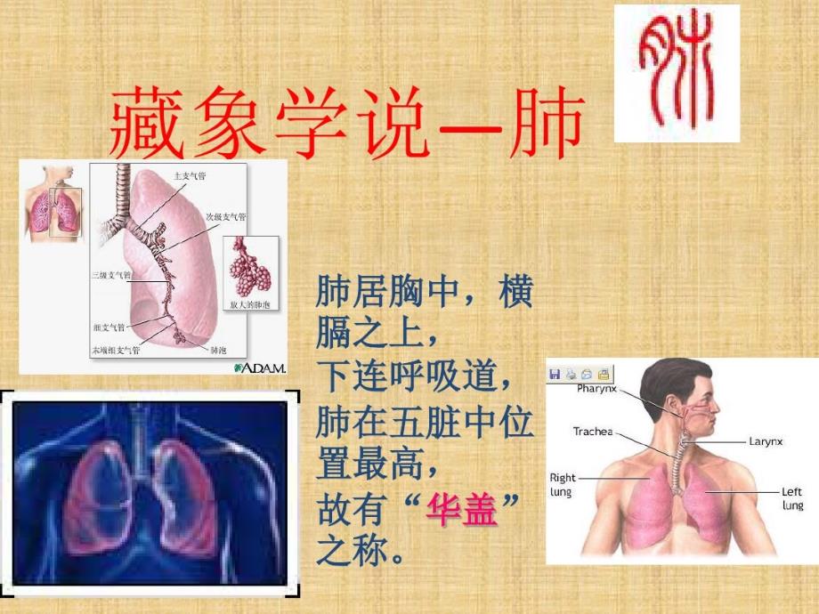 中医药学概论7藏象学说肺和大肠共40张课件_2_第1页