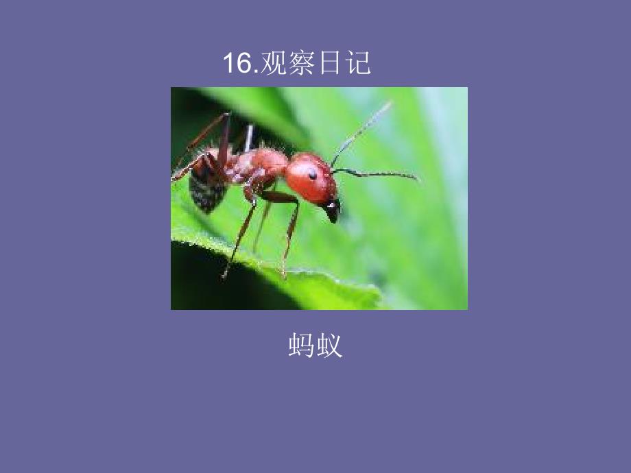 教育专题：16观察日记_第1页