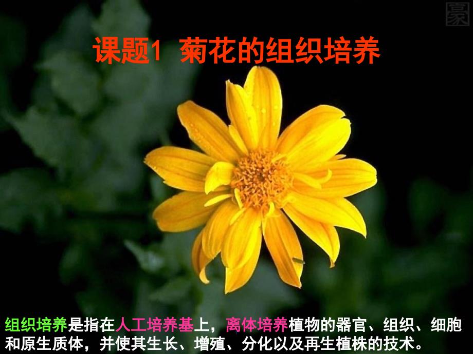 31菊花的组织培养hmf_第1页