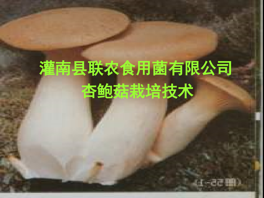 杏鲍菇栽培技术_第1页