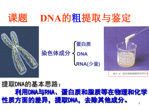 2014-2015學(xué)年人教版選修1專題5課題1DNA的粗提取和鑒定 課件(共30張PPT)