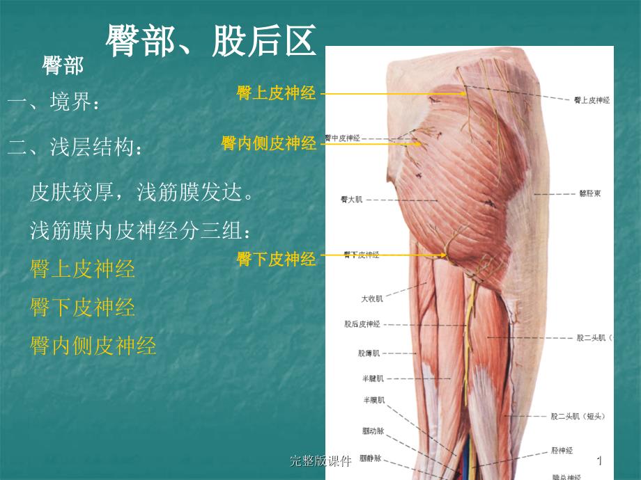 局部解剖学完整-臀区及下肢(学院)课件_第1页