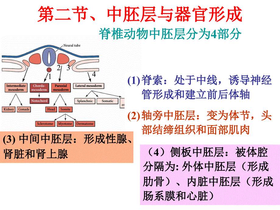 (发育生物学)第4章2中胚层分化课件_第1页