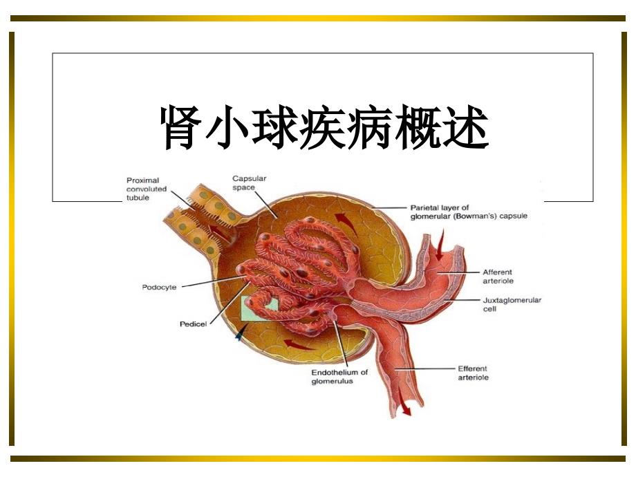 肾小球疾病概述-课件_第1页